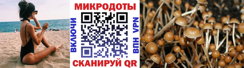 Купить где  Починок  Псилоцибиновые грибы Magic Shrooms 